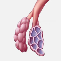 Респираторный дистресс синдром взрослых при гриппе