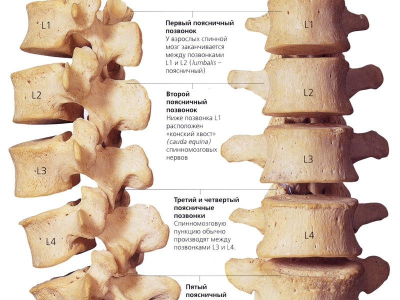 Поясничные позвонки