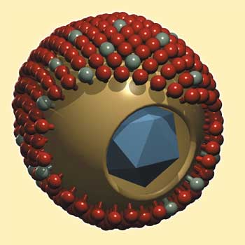Строение цитомегаловируса
