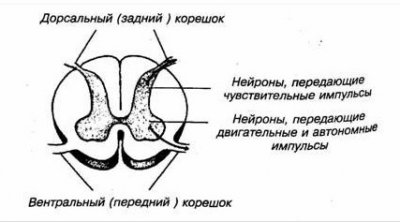 Спинной мозг