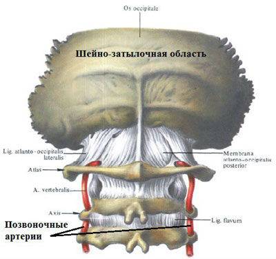 Позвоночная артерия Позвоночная артерия